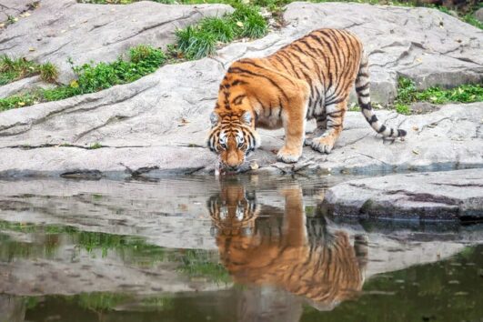 Sundarban Tour From Kolkata